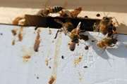 بیماری نوزما در زنبورعسل و توصیه‌های بهداشتی